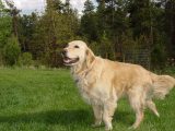 Acupressure helps golden retriever take to the skies!